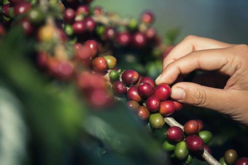planta cafe sostenible