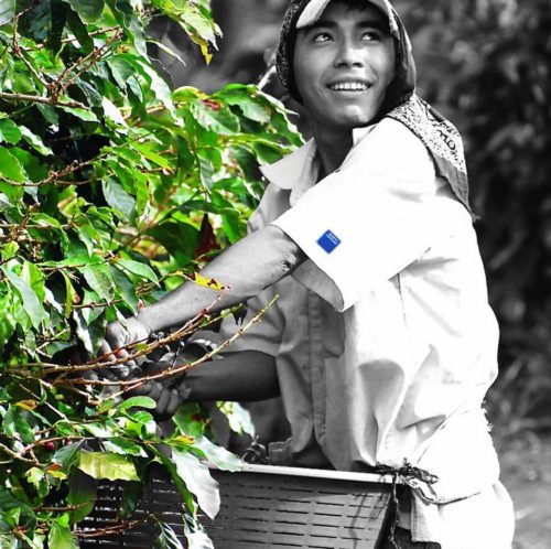 hombre recogiendo café